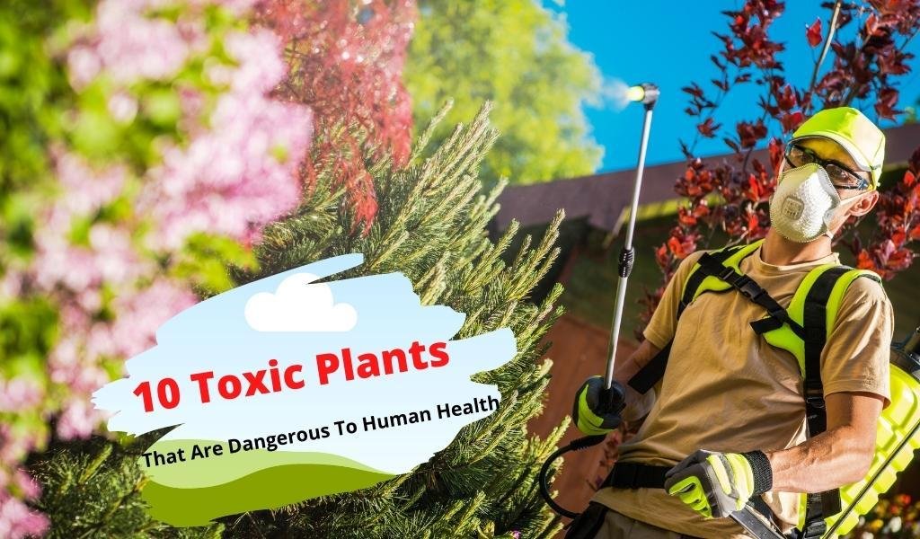 Toxic Plants for Human