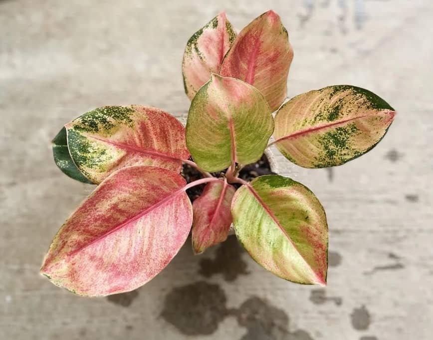 Aglaonema Miss World Plant 