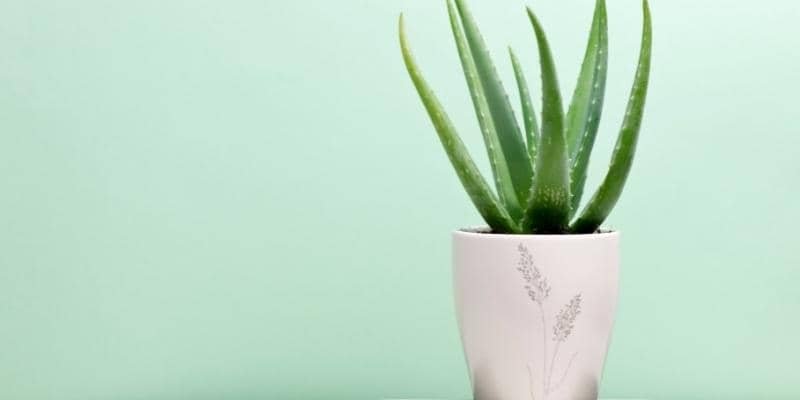 Aloe Vera Plant