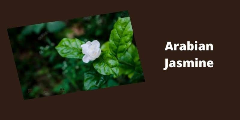Arabian Jasmine Plant 