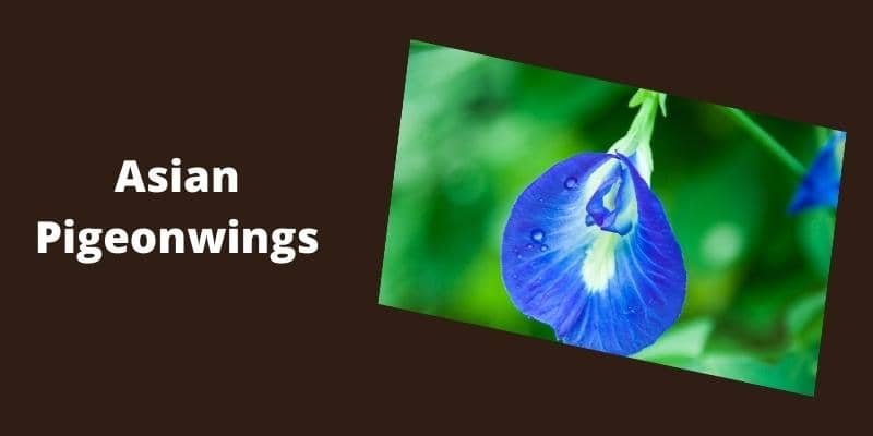 Asian Pigeonwings Plant 