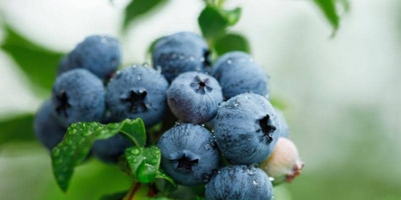 Blueberries Plant 