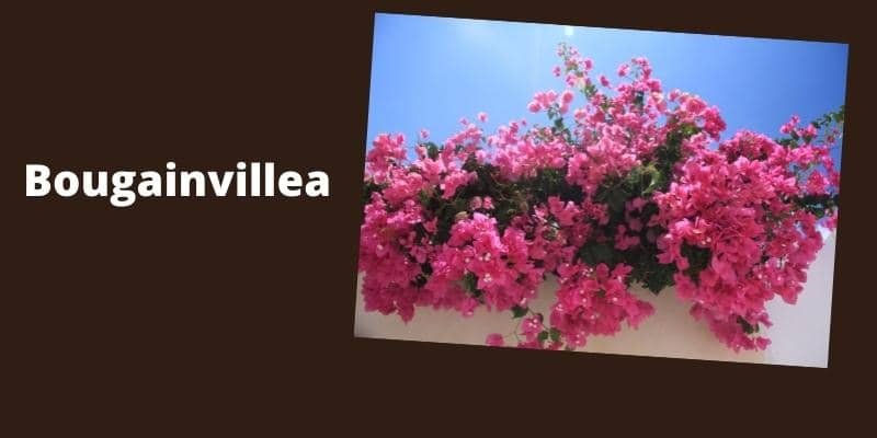 Bougainvillea Plant 