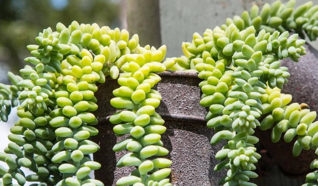 Burro’s Tail Plant 