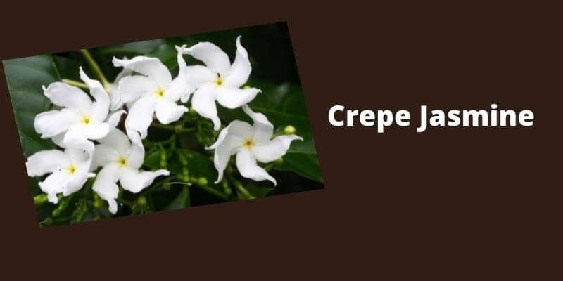 Crepe Jasmine Plant 