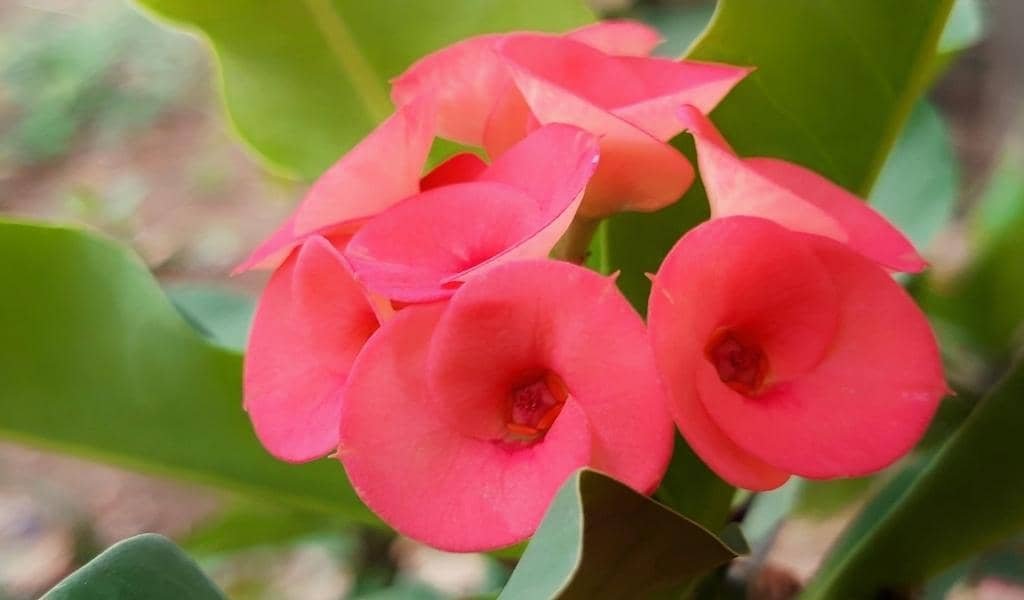 Crown of Thorns Plant 