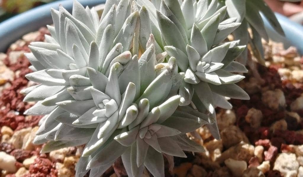 Dudleya Plant 