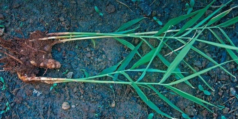 Ginger Plant 