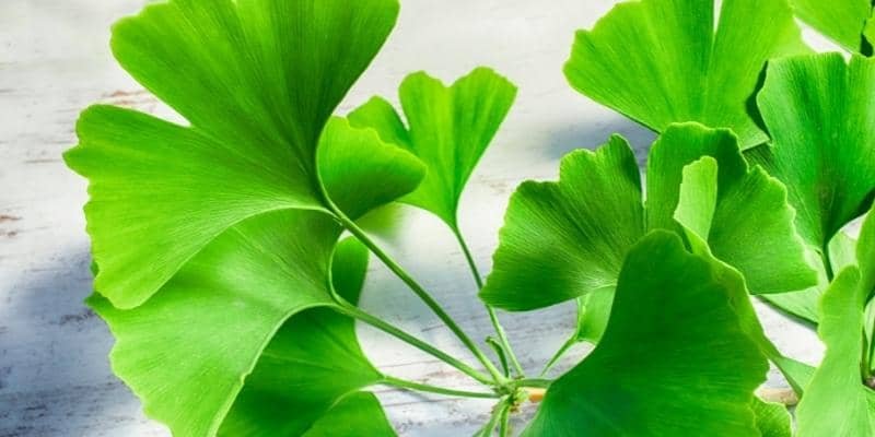 Ginkgo Biloba Plant 