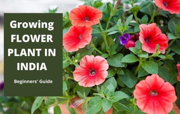 Beginners Guide to Grow Flower Plants in India