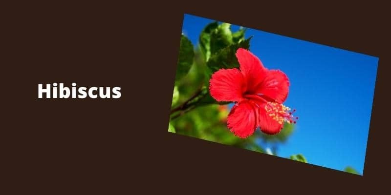 Hibiscus Plant 