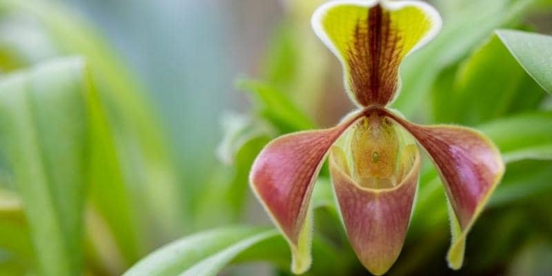 Lady's Slipper Orchid Plant 