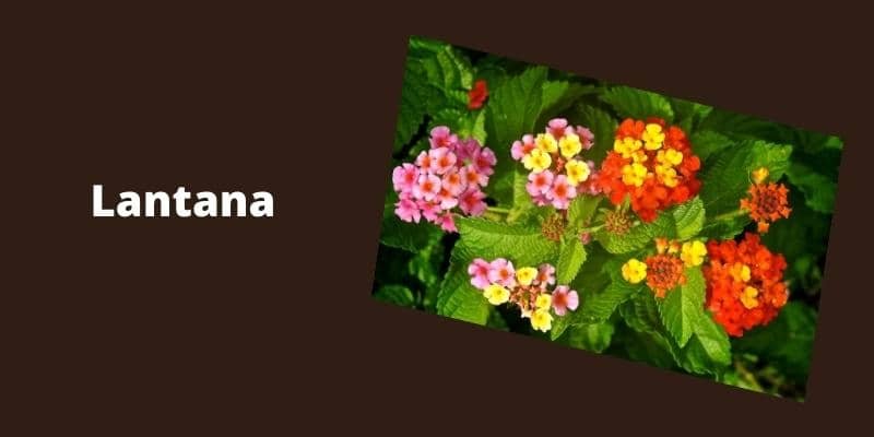 Lantana Plant 