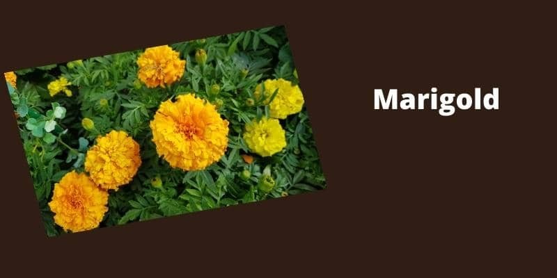 Marigold Plant 