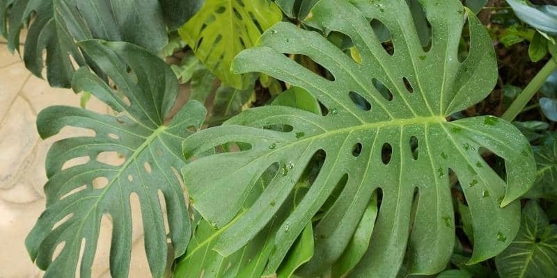 Monstera Deliciosa Plant 