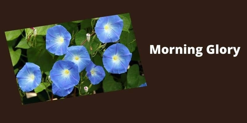 Morning Glory Plant 