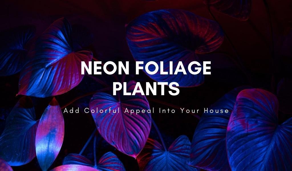 Neon Foliage Plants