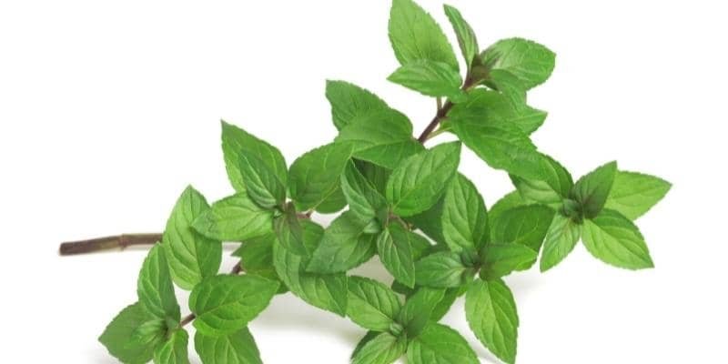 Peppermint Plant 