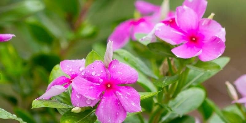 Periwinkle Plant 