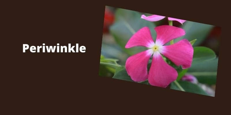 Periwinkle Plant 