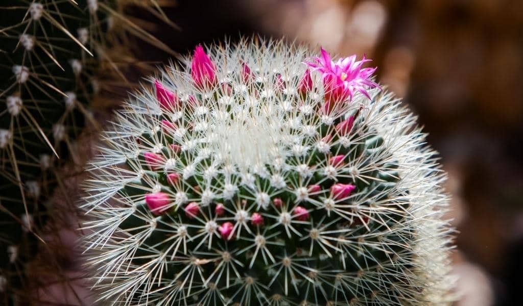 Pincushion Cactus Plant 