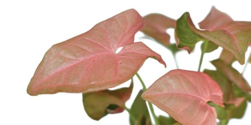 Pink Arrowhead Vine Plant 