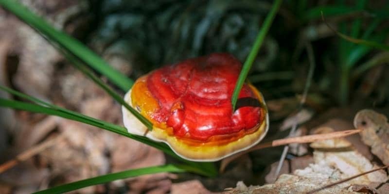 Reishi Mushrooms Plant 