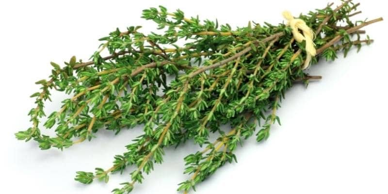 Thyme Plant 