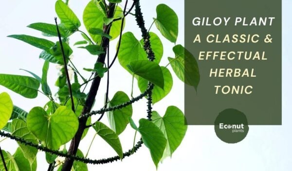 Giloy Plant – A Classic & Effectual Herbal Tonic