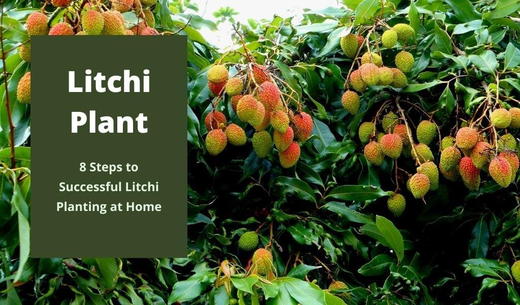 litchi plant