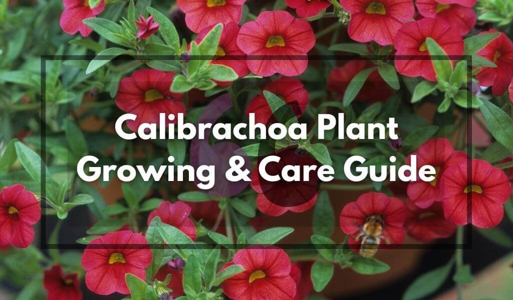 Calibrachoa Plant