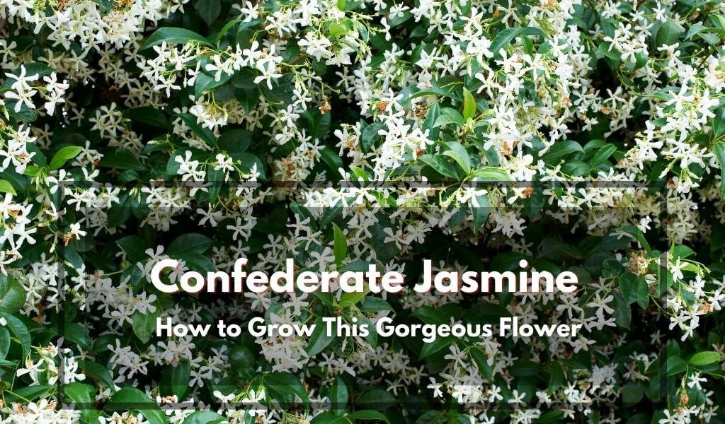 Confederate Jasmine