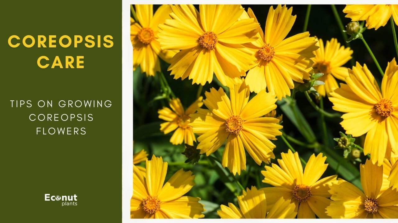Coreopsis plant Care