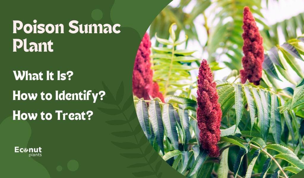 poison sumac plant