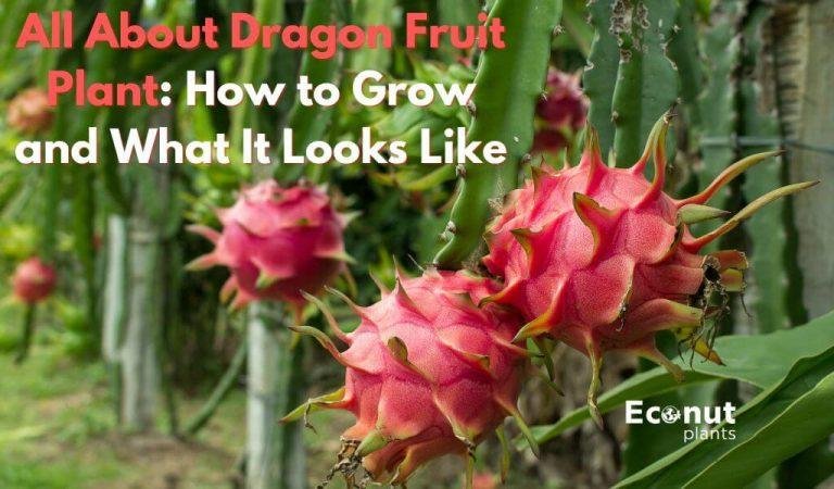 Dragon Fruit Plant: How to Grow It and What It Looks Like