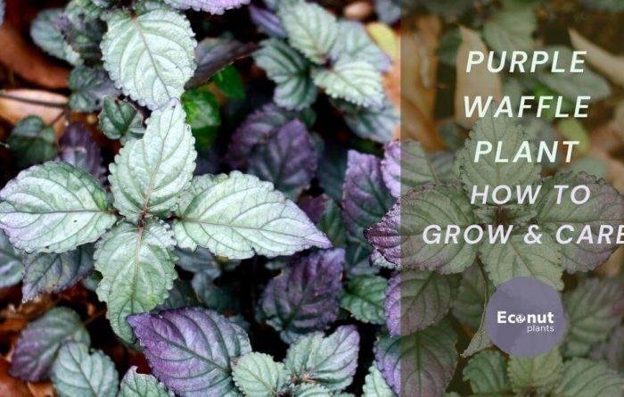 purple waffle plant
