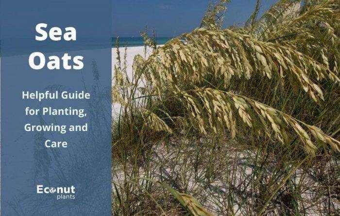 sea oats plant