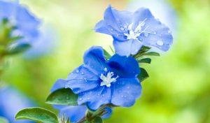 Blue daze Plant