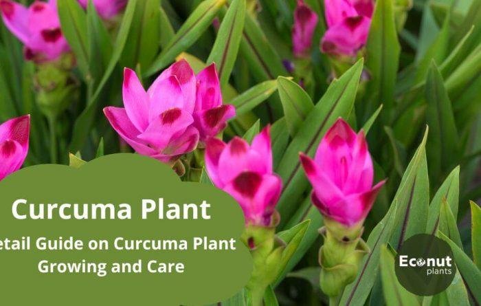 curcuma plant
