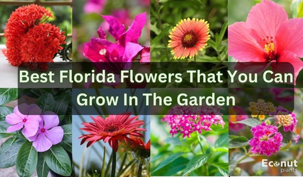 Florida Flowers