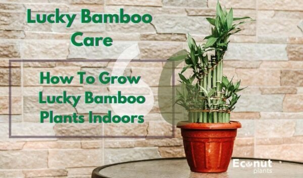 Lucky Bamboo Care How To Grow Lucky Bamboo Plants Indoors