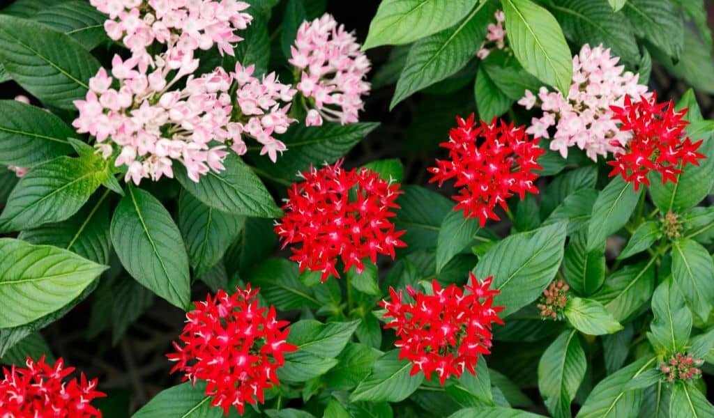 13 Best Florida Flowers That You Can Grow In The Garden