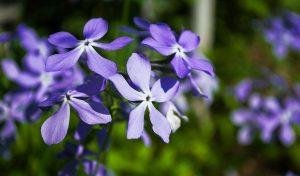 periwinkle plant