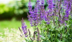 Salvia Plant