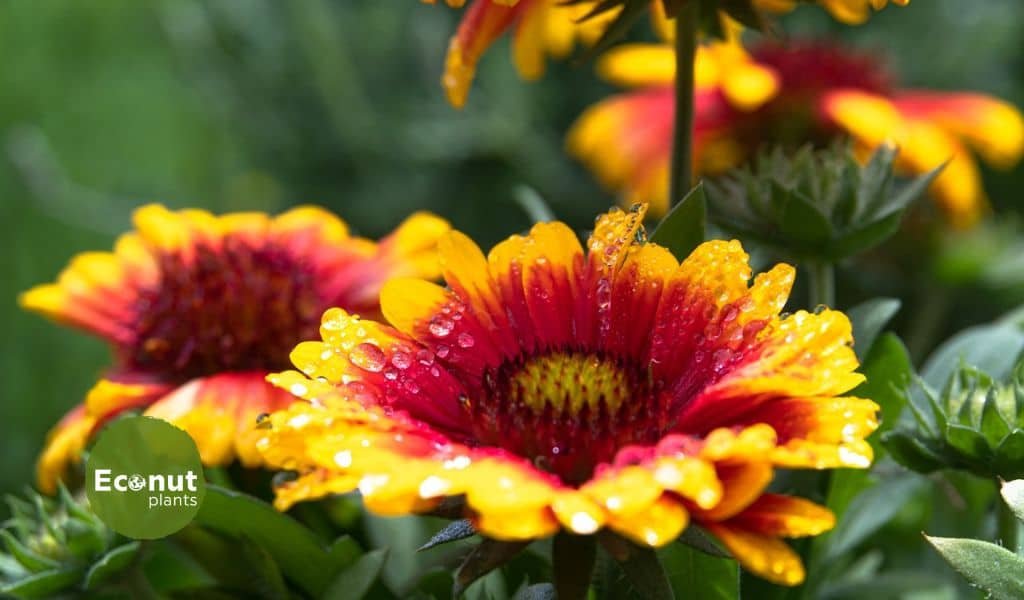 Blanket plant