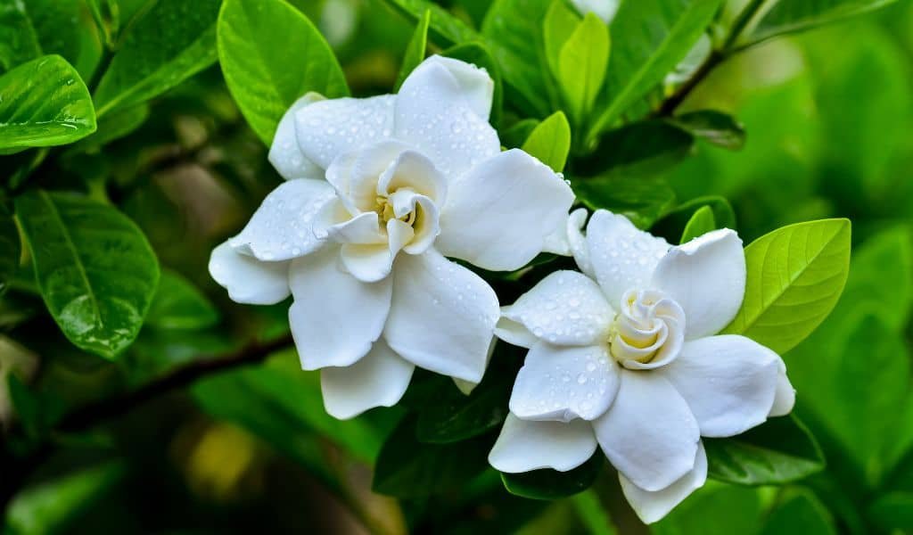 Gardenia Plants