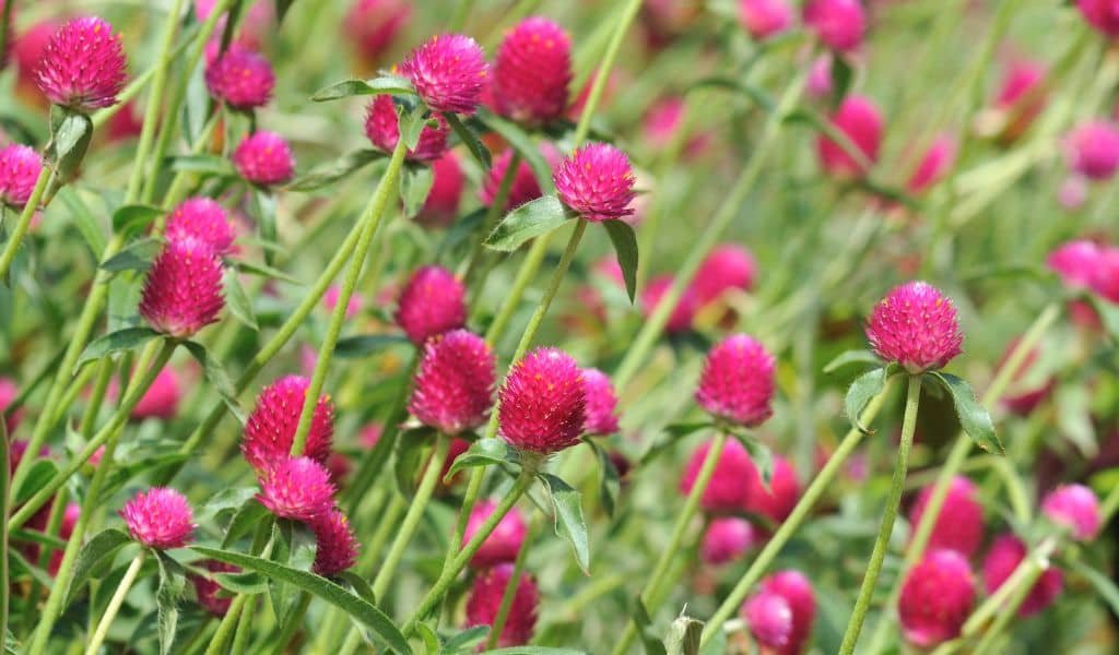 Top 10 Annuals Flower Plants That Bloom All Summer