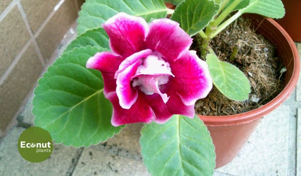 Gloxinia plant