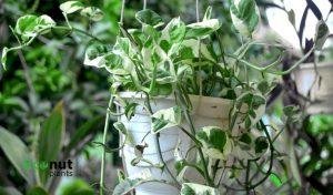 Hoya Plant