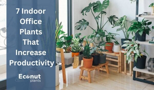 Top 10 Indoor Office Plants That Increase Productivity